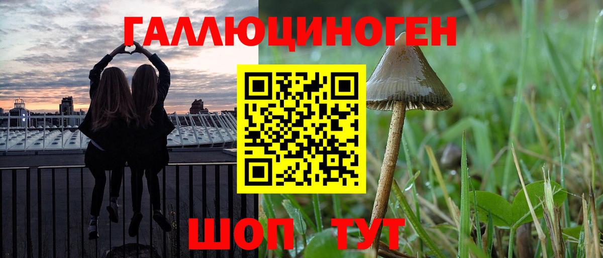 Псилоцибиновые грибы Psilocybe  Вход с VPN  Гусиноозёрск 